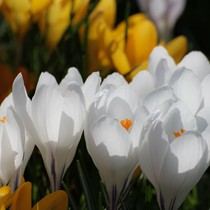 Natur | Blumen & Blüten | Krokusse