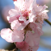 Natur | Blumen & Blüten | Blüten