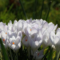 Natur | Blumen & Blüten | Krokusse