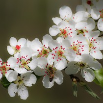 Natur | Blumen & Blüten | Blüten