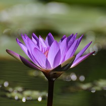 Natur | Blumen & Blüten | Seerosen