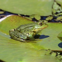 Natur | Tiere | Verschiedene