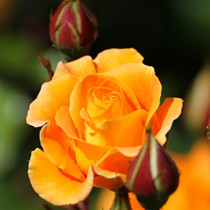 Natur | Blumen & Blüten | Rosen