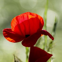 Natur | Blumen & Blüten | Mohnblumen