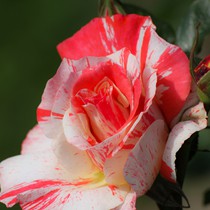Natur | Blumen & Blüten | Rosen
