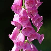 Natur | Blumen & Blüten | Blumen I