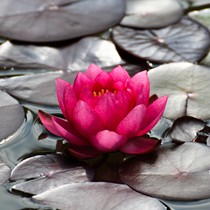 Natur | Blumen & Blüten | Seerosen