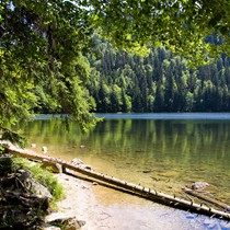 Natur | Schwarzwald | Feldberg & Feldsee