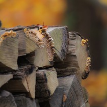 Natur | Schwarzwald | Wald