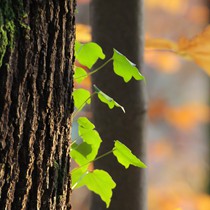 Natur | Schwarzwald | Wald