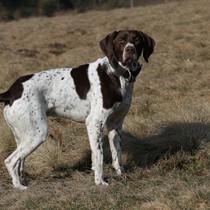 Natur | Tiere | Xaros