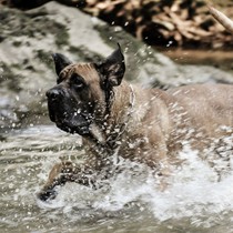 Natur | Tiere | Antikdogge Loui