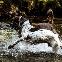 Natur | Tiere | Antikdogge Loui mit Xaros