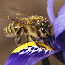 Natur | Tiere | Verschiedene