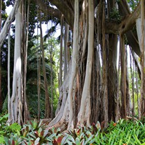 Reisen | Teneriffa | Landschaft & Natur