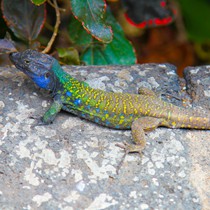 Teneriffa Landschaft & Natur