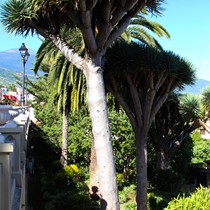 Reisen | Teneriffa | Landschaft & Natur