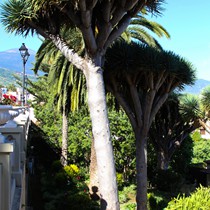 Teneriffa Landschaft & Natur