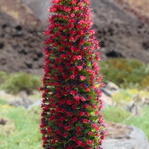 Teneriffa Vulkan Teide