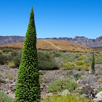 Teneriffa Vulkan Teide