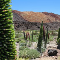 Teneriffa Vulkan Teide