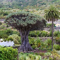 Teneriffa Landschaft & Natur