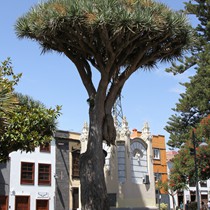 Reisen | Teneriffa | Städte & Orte