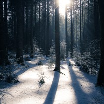 Hochwald bei St. Peter
