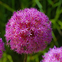 Natur | Blumen & Blüten | Blumen III