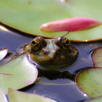 Natur | Tiere | Verschiedene