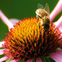 Natur | Tiere | Verschiedene