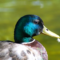 Natur | Tiere | Verschiedene