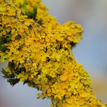 Natur | Schwarzwald | Wald