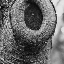 Natur | Schwarzwald | Wald