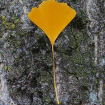 Natur | Schwarzwald | Wald