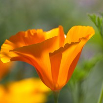 Natur | Blumen & Blüten | Blumen III