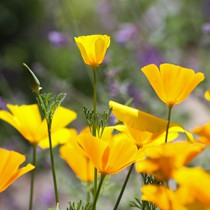 Natur | Blumen & Blüten | Blumen III