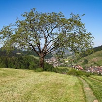Natur | Schwarzwald | Glottertal
