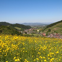 Natur | Schwarzwald | Glottertal
