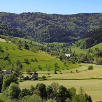Natur | Schwarzwald | Glottertal
