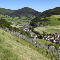 Natur | Schwarzwald | Glottertal

