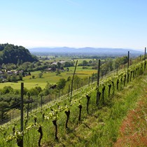 Natur | Schwarzwald | Glottertal
